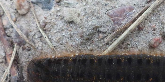 Græsspinder (Euthrix Potatoria - Natsommmerfugl) - Nørreballe Nor, Langeland 28-06-2012. Denne larve er fra en natsværmer som i voksen udgave hedder Græsspinder. Larven søger føde i dagtimerne, men den voksne sværmer ses normalt sjældent, da den fortrinsvis kun er aktiv om natten.