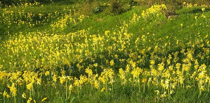Hulkravet Kodriver (Primula Veris) står i tusindvis ved Klintholm Kalkgrave - her en lun vindstille forårsaften. Synet kan nydes samtidigt med de meget sjældne klokkefrøers smukke 